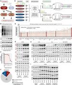 CEP170 Antibody in Western Blot (WB)
