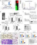 PTPRB Antibody in Western Blot (WB)