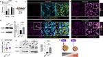 Alpha-Smooth Muscle Actin Antibody in Western Blot, Immunohistochemistry, Immunocytochemistry (WB, IHC, ICC/IF)