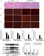 p21 Antibody in Western Blot (WB)