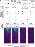Influenza A PA Antibody in CUT&RUN (CUT&RUN)