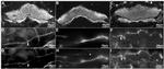 Parvalbumin Antibody in Immunohistochemistry, Immunohistochemistry (PFA fixed) (IHC, IHC (PFA))
