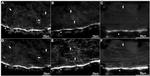 Parvalbumin Antibody in Immunohistochemistry (PFA fixed) (IHC (PFA))