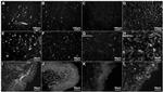 Parvalbumin Antibody in Immunohistochemistry (PFA fixed) (IHC (PFA))