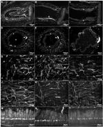 Parvalbumin Antibody in Immunohistochemistry, Immunohistochemistry (PFA fixed), Immunocytochemistry (IHC, IHC (PFA), ICC/IF)