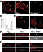 Rabbit anti-Mouse IgG Fc Secondary Antibody
