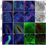 Occludin Antibody in Immunohistochemistry (Paraffin) (IHC (P))