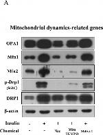 Mouse IgG Fc Cross-Adsorbed Secondary Antibody in Western Blot (WB)