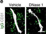 Goat IgG (H+L) Cross-Adsorbed Secondary Antibody in Immunohistochemistry (Frozen) (IHC (F))