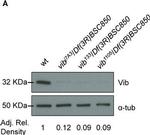 Mouse IgG (H+L) Cross-Adsorbed Secondary Antibody in Western Blot (WB)