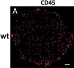 Rat IgG (H+L) Cross-Adsorbed Secondary Antibody in Immunohistochemistry, Immunocytochemistry (IHC, ICC/IF)