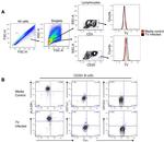 CD20 Antibody in Flow Cytometry (Flow)