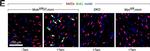 Mouse IgG (H+L) Cross-Adsorbed Secondary Antibody in Immunohistochemistry (IHC)