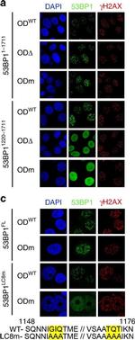 Rabbit IgG (H+L) Cross-Adsorbed Secondary Antibody in Immunocytochemistry (ICC/IF)