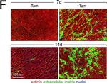Mouse IgG (H+L) Cross-Adsorbed Secondary Antibody in Immunohistochemistry (IHC)
