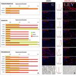 SEMA7A Antibody in Immunocytochemistry (ICC/IF)