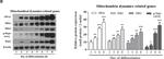 Mouse IgG Fc Cross-Adsorbed Secondary Antibody in Western Blot (WB)