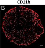 Rat IgG (H+L) Cross-Adsorbed Secondary Antibody in Immunohistochemistry, Immunocytochemistry (IHC, ICC/IF)
