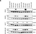 Rabbit IgG (H+L) Secondary Antibody in Western Blot (WB)