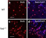 Rat IgG (H+L) Cross-Adsorbed Secondary Antibody in Immunocytochemistry (ICC/IF)