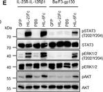 Mouse IgG F(ab')2 Secondary Antibody in Western Blot (WB)