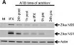 Goat IgG (H+L) Cross-Adsorbed Secondary Antibody in Western Blot (WB)