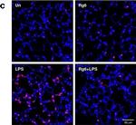 Rat IgG (H+L) Cross-Adsorbed Secondary Antibody in Immunohistochemistry (Paraffin) (IHC (P))