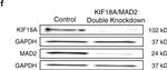 Rabbit IgG (H+L) Cross-Adsorbed Secondary Antibody in Western Blot (WB)