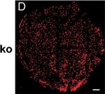 Rat IgG (H+L) Cross-Adsorbed Secondary Antibody in Immunohistochemistry, Immunocytochemistry (IHC, ICC/IF)