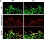 Goat IgG (H+L) Cross-Adsorbed Secondary Antibody in Immunocytochemistry (ICC/IF)