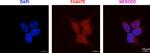 Rabbit IgG (H+L) Cross-Adsorbed Secondary Antibody in Immunocytochemistry (ICC/IF)