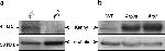 Mouse IgG (H+L) Secondary Antibody in Western Blot (WB)