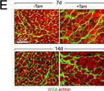 Mouse IgG (H+L) Cross-Adsorbed Secondary Antibody in Immunohistochemistry (IHC)