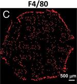 Rat IgG (H+L) Cross-Adsorbed Secondary Antibody in Immunohistochemistry, Immunocytochemistry (IHC, ICC/IF)