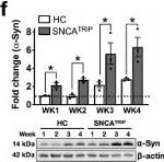 Goat IgG (H+L) Secondary Antibody in Western Blot (WB)