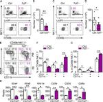 CD27 Antibody in Flow Cytometry (Flow)