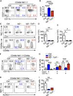 KLRG1 Antibody in Flow Cytometry (Flow)