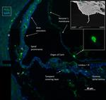 IBA1 Antibody in Immunohistochemistry, Immunocytochemistry (IHC, ICC/IF)