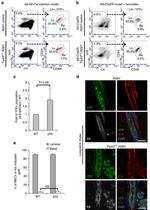 CD49f (Integrin alpha 6) Antibody in Flow Cytometry (Flow)