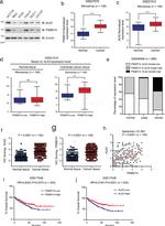 ACVR1 Antibody in Western Blot (WB)