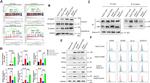 CD49f (Integrin alpha 6) Antibody in Flow Cytometry (Flow)