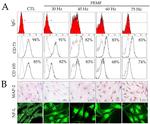 CD73 Antibody in Flow Cytometry (Flow)
