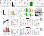 CD11b Antibody in Flow Cytometry (Flow)