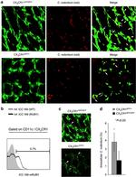 CD11c Antibody in Flow Cytometry (Flow)
