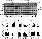 SMAD2 Antibody in Western Blot (WB)