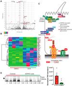 Tensin 1 Antibody in Western Blot (WB)