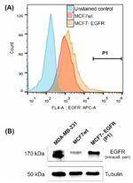 EGFR Antibody in Flow Cytometry (Flow)