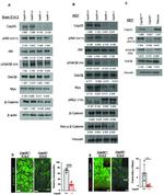 EOMES Antibody in Immunohistochemistry, Immunocytochemistry (IHC, ICC/IF)