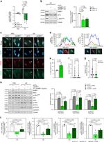 cGAS Antibody in Immunocytochemistry (ICC/IF)