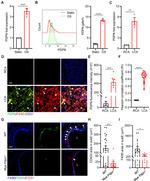 Podoplanin Antibody in Immunohistochemistry (PFA fixed), Immunocytochemistry, Flow Cytometry (IHC (PFA), ICC/IF, Flow)